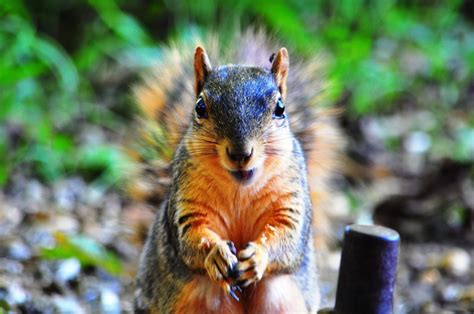 5 Types Of Squirrels And How To Tell Them Apart Birds And Blooms