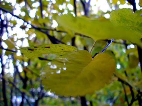 Autumn Leaves Golden Yellow Wallpaper Coolwallpapersme