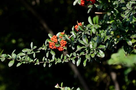 피라칸타 (Pyracantha) - 팝코넷 | 포토 갤러리