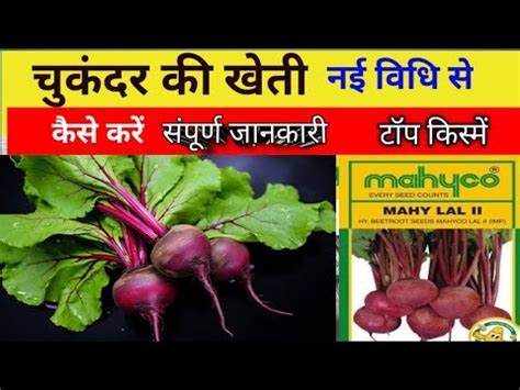 चकनदर क खत beetroot farming chukandar ki kheti kaise karen YouTube