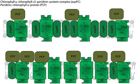 Schematic Model Of The Organization Of The Photosynthetic Apparatus In