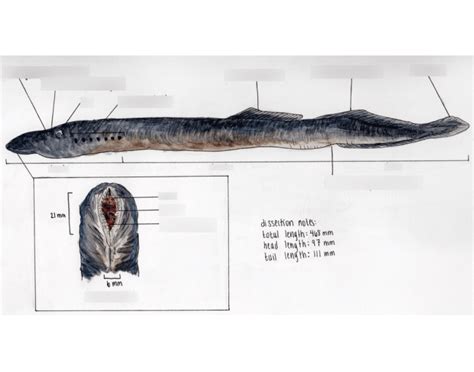 Lamprey External Anatomy Quiz