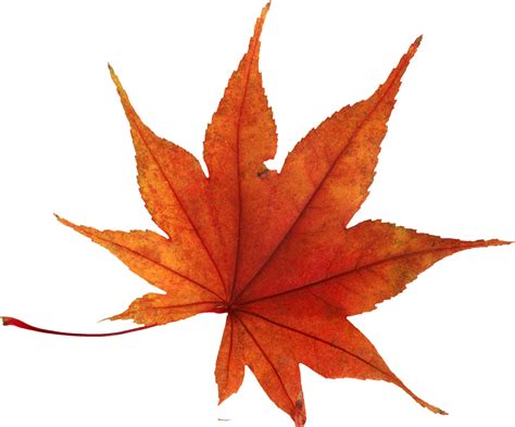 Transparent Autumn Leaves Decoration Png Clipart Imag