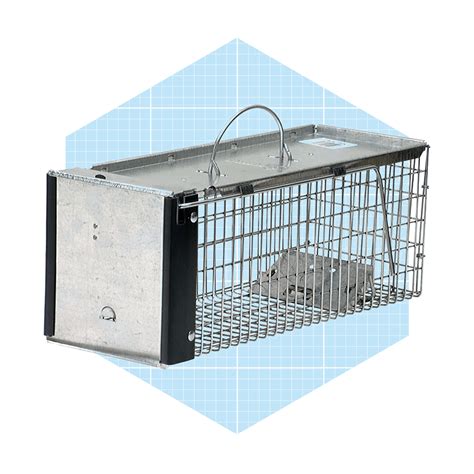 9 Best Rat Traps