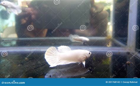 Betta White Platinum Hm Halfmoon Male Or Plakat Fighting Fish Splendens