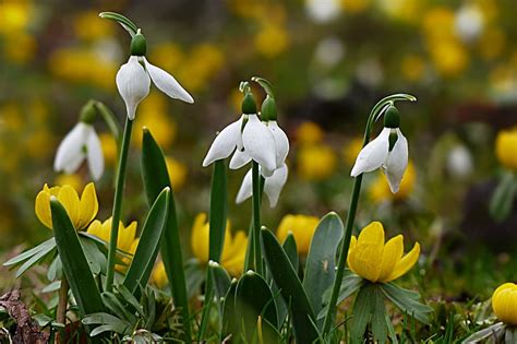 Brezplačna Fotografija Cvet Visibaba Galanthus Bela Zelena Pomlad