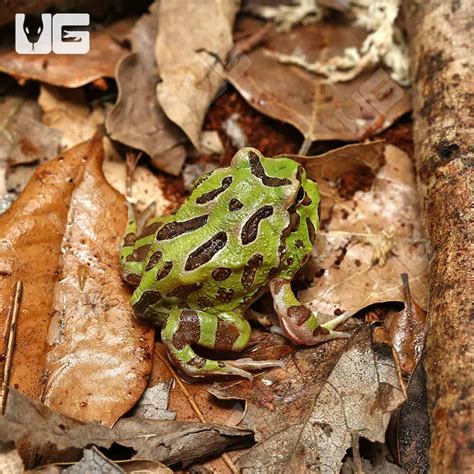 Green Pacman Frogs For Sale Underground Reptiles