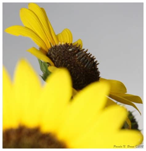 Sunflowers & Rain | Sunflower, Beautiful flowers, Flowers