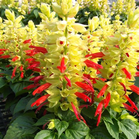 Salvia Splendens Mojave Bicolour Muller Seeds