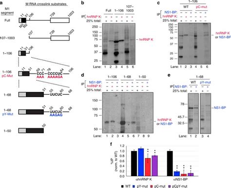 Co Regulatory Activity Of Hnrnp K And Ns1 Bp In Influenza And Human