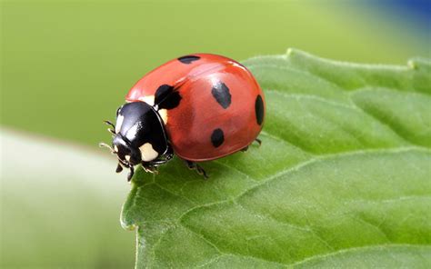 5 insetos benéficos para as plantas TG Services