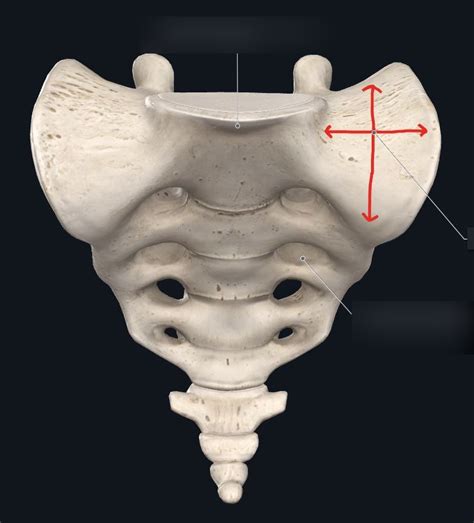 Anterior Sacrum Diagram Quizlet