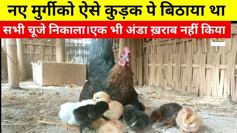 नए मरगक ऐस कडक प बठय थ सभ चज नकल Local chicken