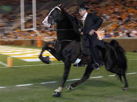 walking horse.com 5
