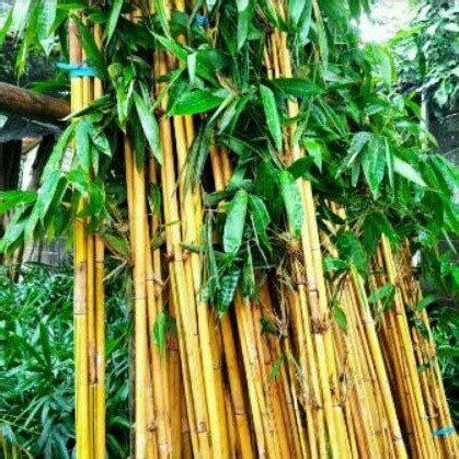 Jual Pohon Bambu Kuning Panda Tinggi M Rumpun Kota Depok