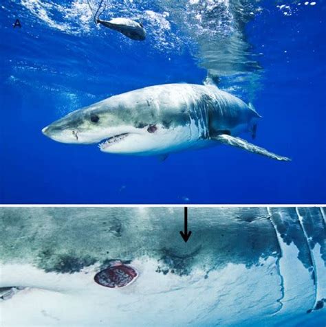 Cookiecutter Shark Takes Bite Out of Great White