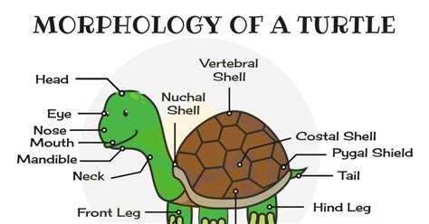 Turtle Anatomy Diagram - Wiring Diagram