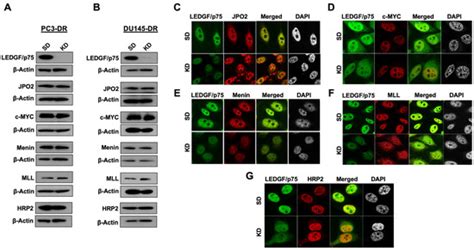 Cells Free Full Text The Ledgfp75 Integrase Binding Domain