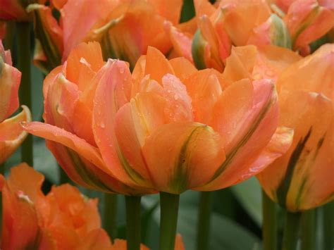 Tulip Tulipa Disneyland Paris In The Tulips Database Garden Org