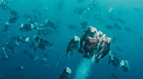Palau Bumphead Spawning (New Moon) — Pearl Fleet Liveaboards