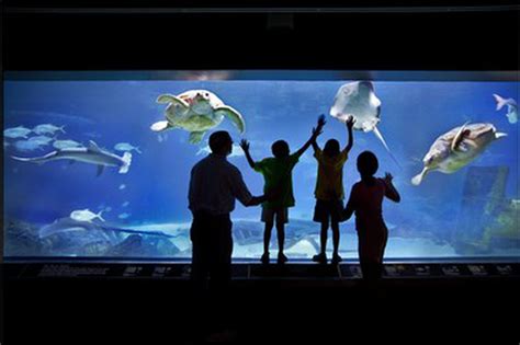 Sharks celebrated all week at Adventure Aquarium in Camden - nj.com