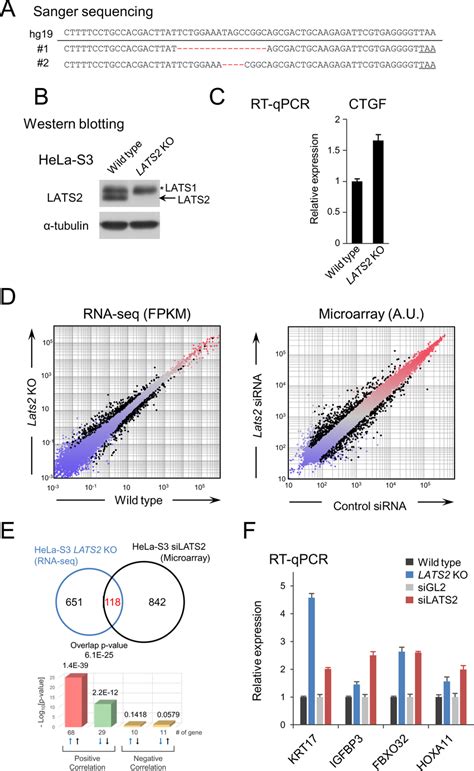 Construction Of Lats2 Ko Hela S3 Cells A Genomic Sequences Of The