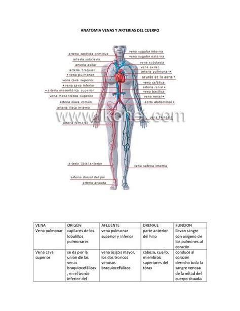 Anatomia Venas Y Arterias Del Cuerpo Fiorella Iba Ez Blanco Udocz