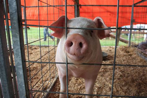 Tyson Drops Pig Farm After Animal Abuse Allegations The Dodo