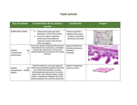 Cuestionario Tejido Epitelial De Revestimiento Udocz The Best Porn