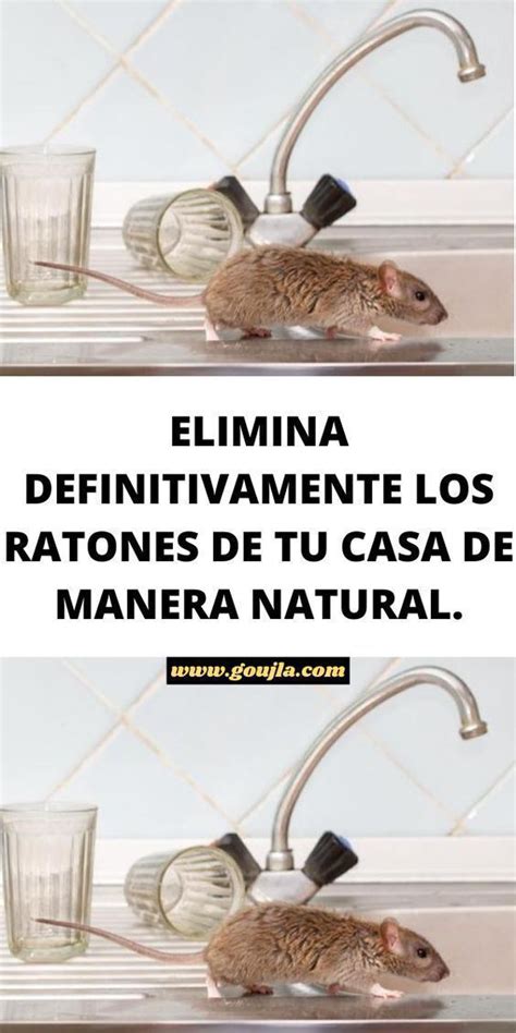 Eliminar Ratas Y Ratones De Tu Casa Con REMEDIOS CASEROS Feed Ratas