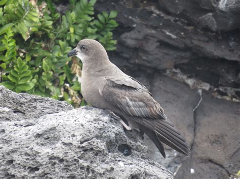 Murphy S Petrel The Sibley Guide To Bird Life Behavior INaturalist