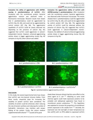 Cloning Expression Purification Vibrio Lectin Litopenaeus Bacterial