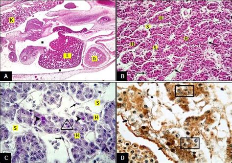 Control Group 7 Day Embryos Stage 31 A Liver L Heart H Kidney