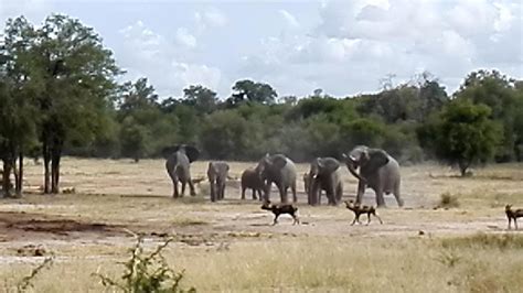 Elephants Chase Off Wild Dogs Youtube