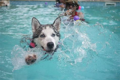 How To Keep Your Pets Safe In The Pool This Summer