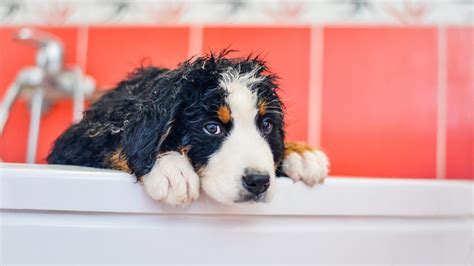 Come Lavare Un Cane Che Ha Paura Dell Acqua Petstory It