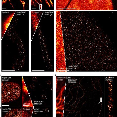 2D DNA PAINT MINFLUX Imaging Af Genome Edited Cell Lines Expressing