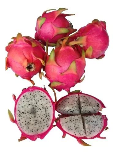 Pitaya Casca Vermelha Polpa Branca Mudas Produz Em Um Ano Venda Em