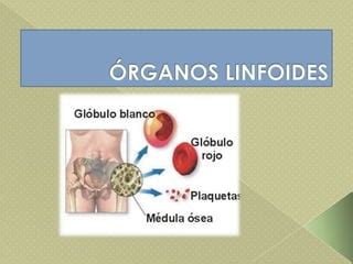 Rganos Linfoides Ppt