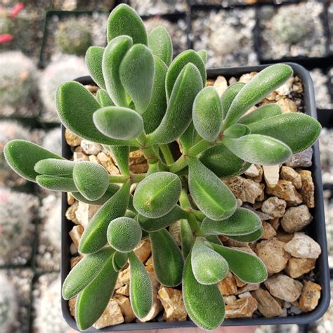 Shop For Crassula Congesta Succulent Green Beans Planet Desert