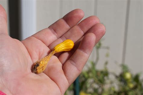 Free Images Hand Plant Flower Finger Food Produce Macro