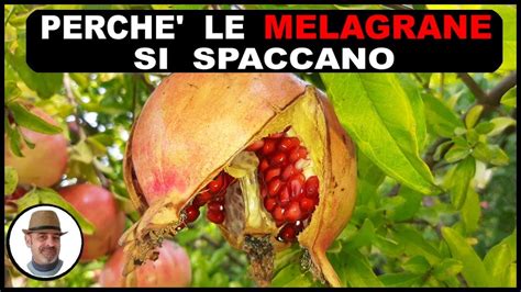 Quando Raccogliere Le Melagrane Guida Completa Per Gli Appassionati