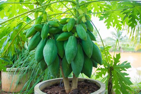 Epoca De Siembra De Papaya Huerto En Casa