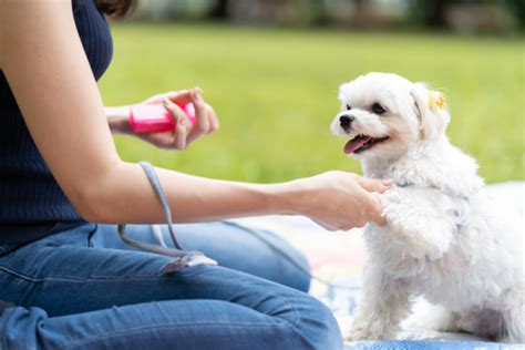 犬のしつけ方法を原因別に解説！吠えたり、噛んだりする際の対処法は？｜月々830円～ ペット保険なら【au損保】