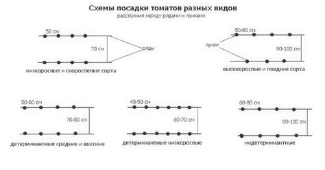 На каком расстоянии сажают помидоры в теплице