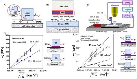 A Schematic Of The Contact Of Thin PDMS Elastomer And A Silane Coated