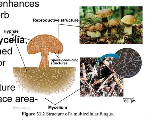 Bio Chapter Fungi Flashcards Quizlet