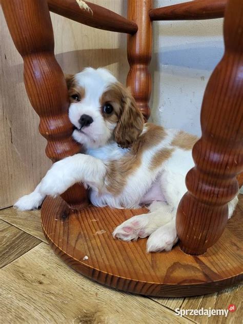 Cavalier King Charles Spaniel Blenheim Suczka Zkwp Fci Cz Stochowa