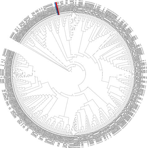 Phylogenetic Tree Analysis Of Pavbhlh28 With Arabidopsis Thaliana