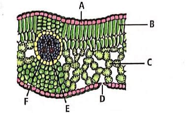 The Given Figure Shows T S Of Holianthus Leaf With Various Parts